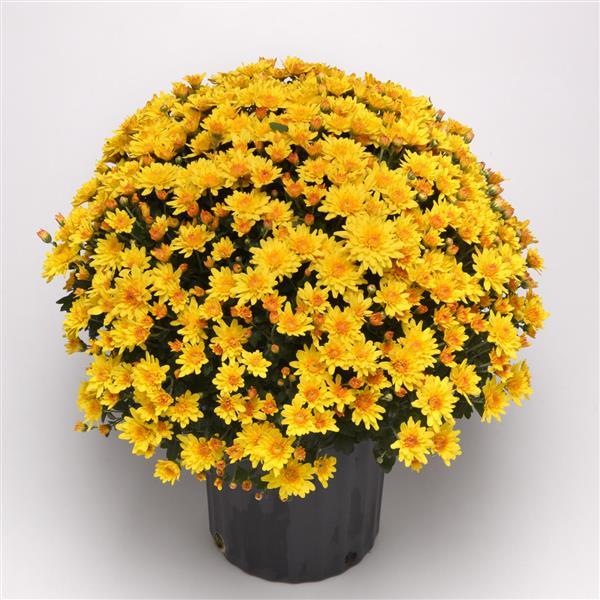 Trickster Golden Bronze Garden Mum