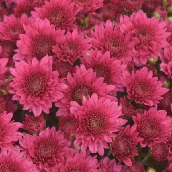 Wicked Purple Garden Mum