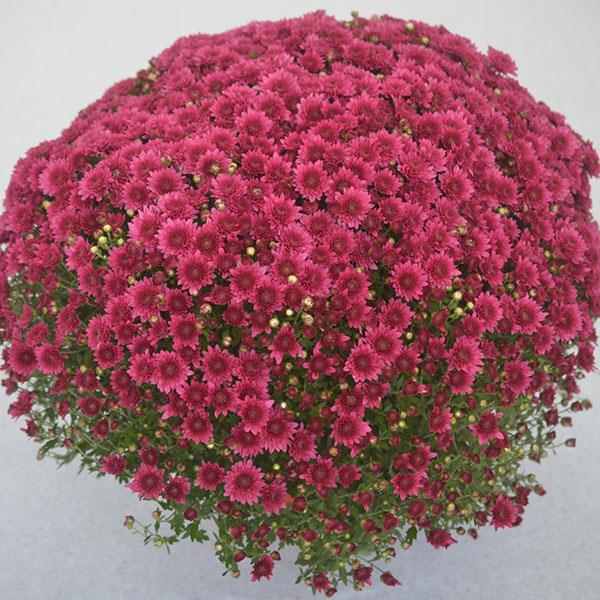 Wicked Purple Garden Mum