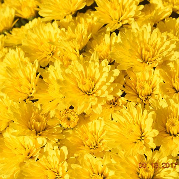 Zinger Yellow Garden Mum