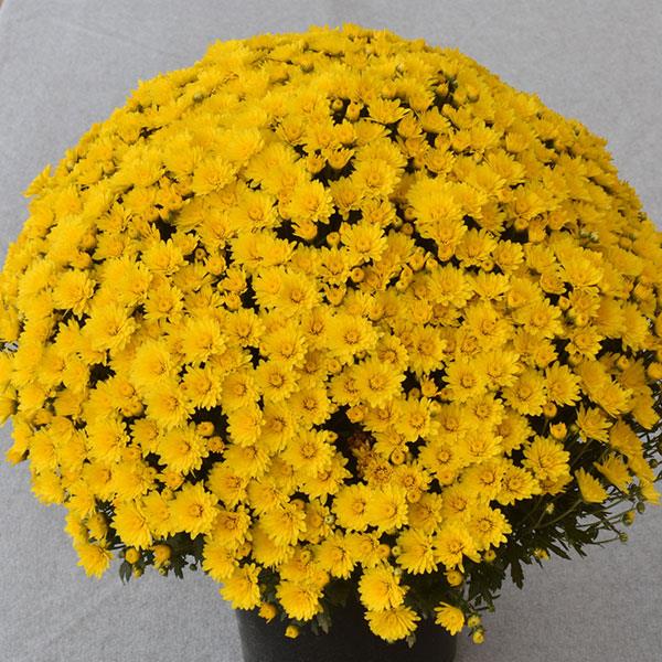 Zinger Yellow Garden Mum