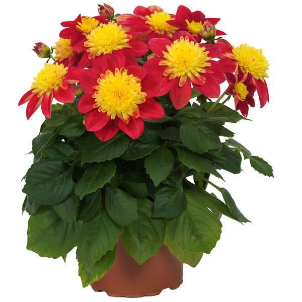 Venti™ FireBurst Dahlia - Container