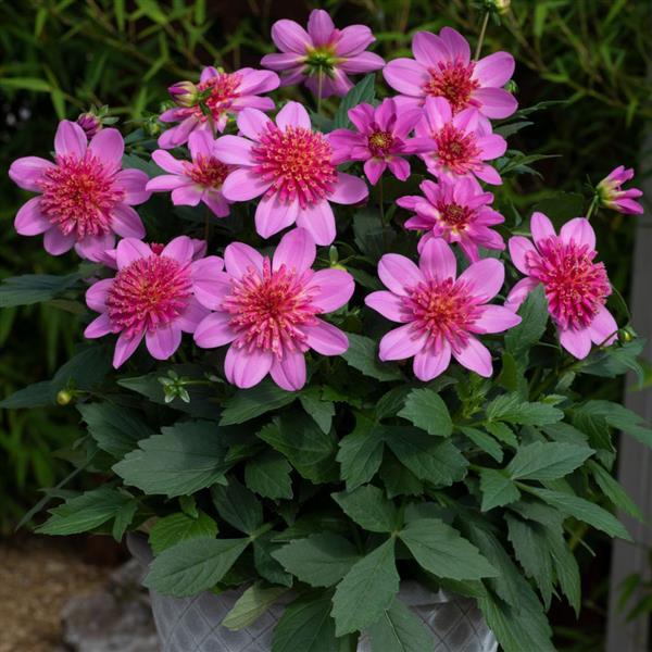Venti™ PinkBurst Dahlia - Container