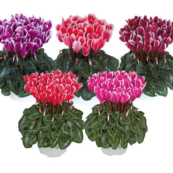 Metis® Select Fantasia Mix Cyclamen - Bloom
