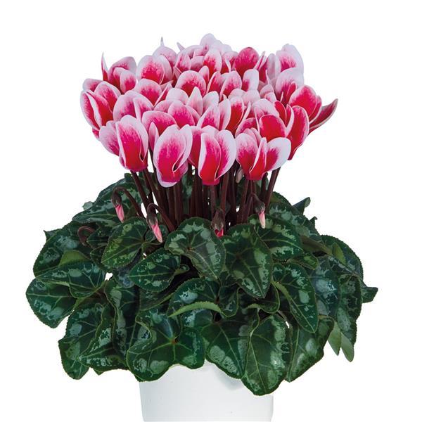 Metis® Select Fantasia Artic Red Cyclamen - Bloom
