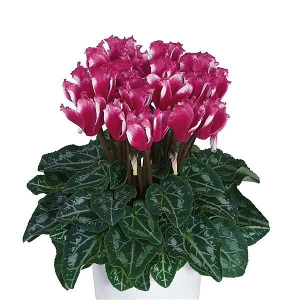 Metis® Select Lilibelle Magenta Cyclamen - Bloom