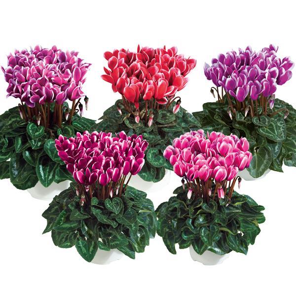 Metis® Select Fantasia Winter Mix Cyclamen - Bloom