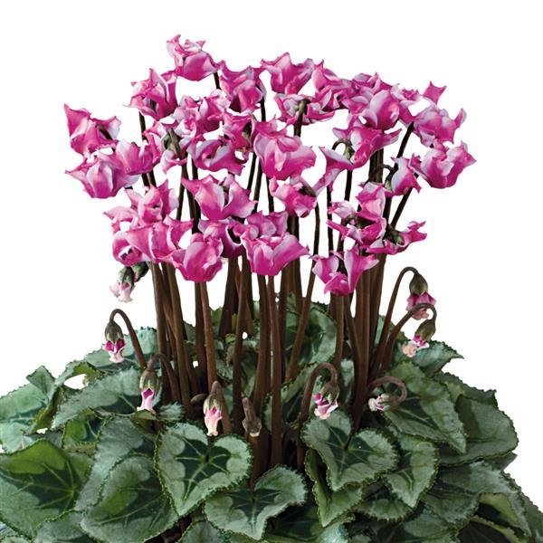 Metis® Select Origami Silverleaf Cyclamen - Bloom