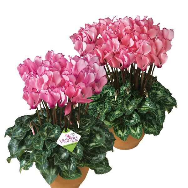 Metis® Select Victoria Salmon & Rose Cyclamen - Bloom