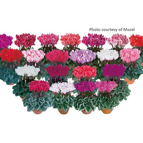 Metis Mix Cyclamen - Bloom