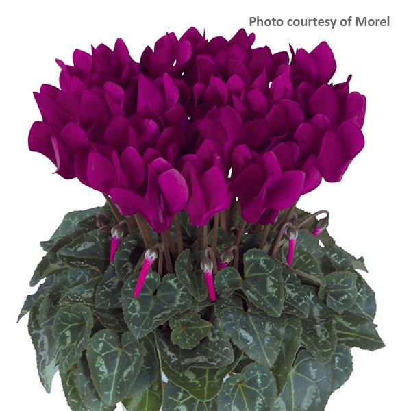 Metis Purple Cyclamen - Bloom