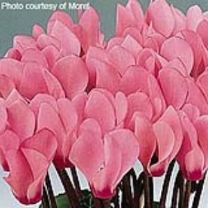 Metis Salmon Rose Cyclamen - Bloom