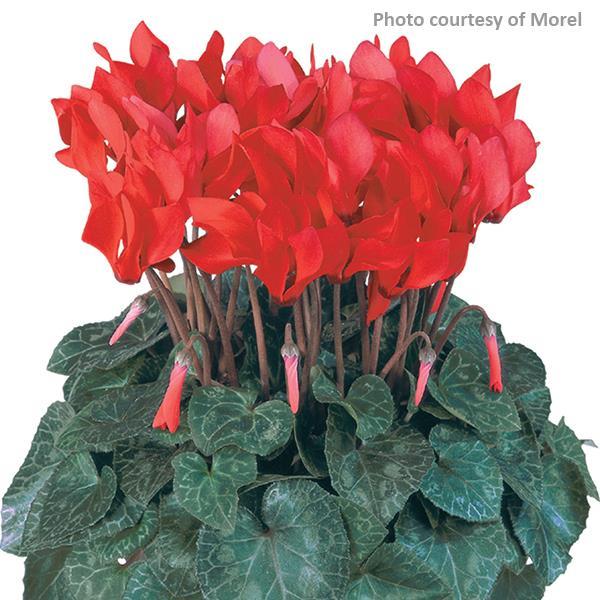 Metis Scarlet Compact Cyclamen - Bloom