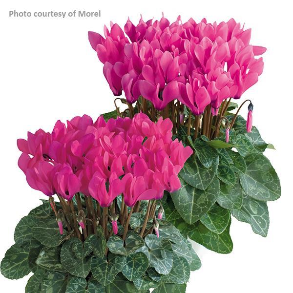 Metis Rose Shades Cyclamen - Bloom