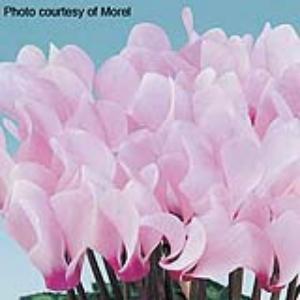 Metis Light Pink Eye Cyclamen - Bloom