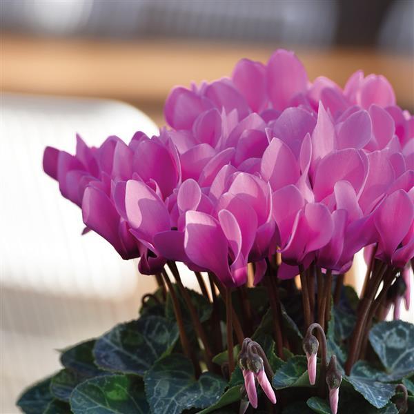 Metis Light Rose Cyclamen - Bloom