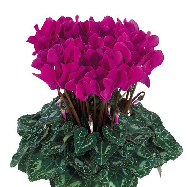 Metis Bright Purple Cyclamen - Bloom