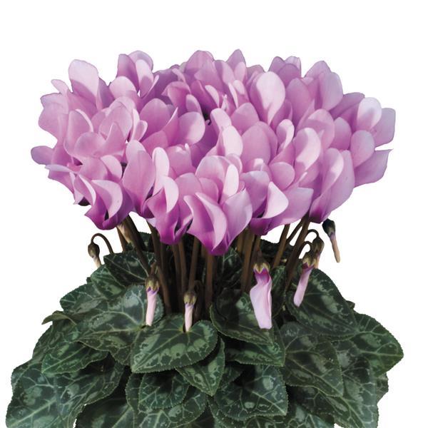 Metis Lilac Shades Eye Cyclamen - Bloom