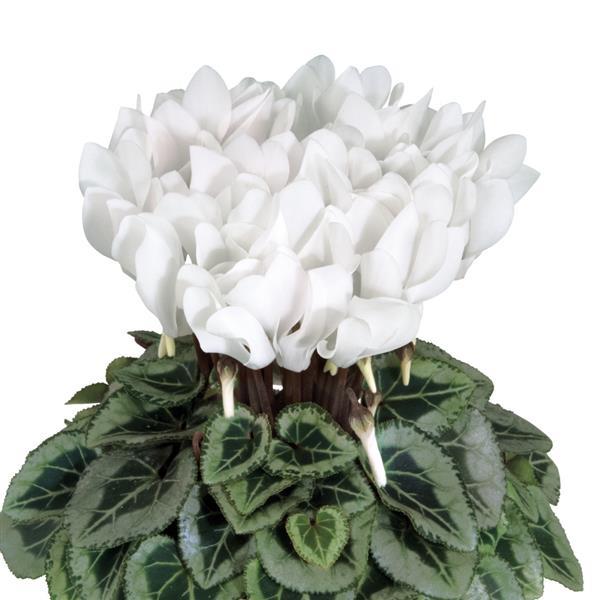 Metis Pure White Silverleaf Cyclamen - Bloom