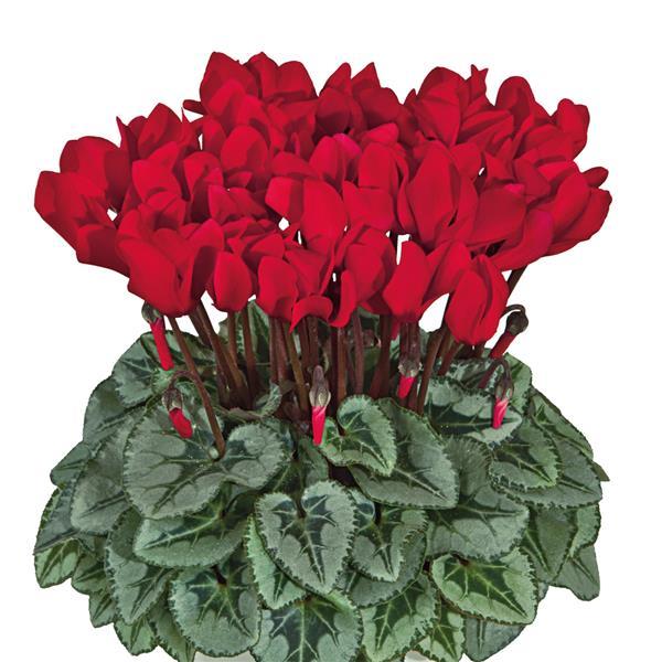 Metis Scarlet Red Silverleaf Cyclamen - Bloom