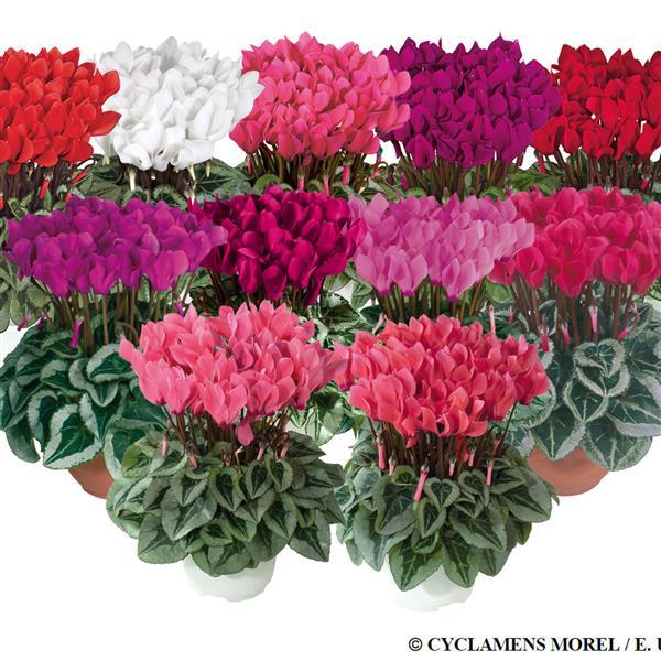 Metis Silverleaf Mix Cyclamen - Bloom