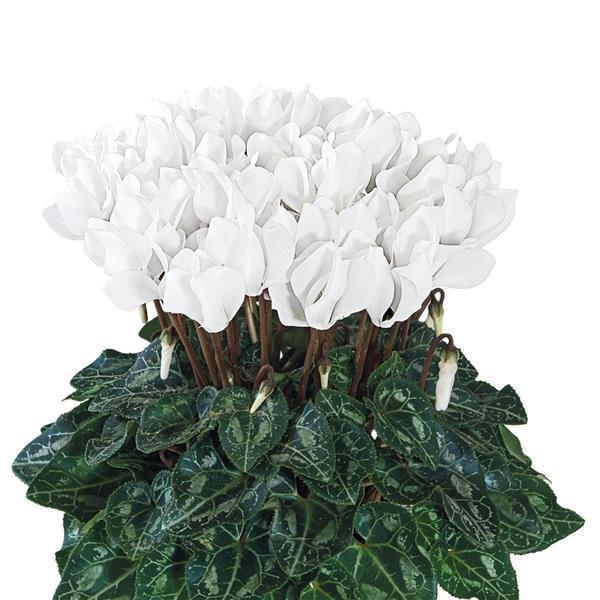 Metis Chantilly White Cyclamen - Bloom