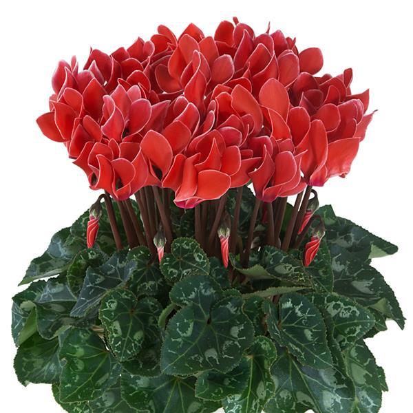 Metis Coral Edge Cyclamen - Bloom