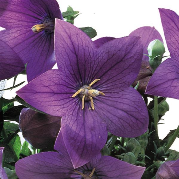 Platycodon Astra Blue - Bloom
