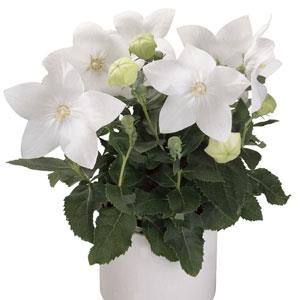 Platycodon Astra White - Container