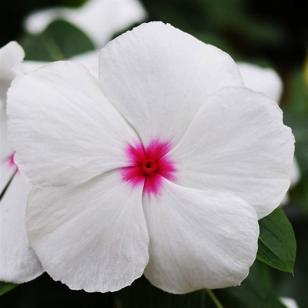 Mega Bloom Polka Dot Vinca