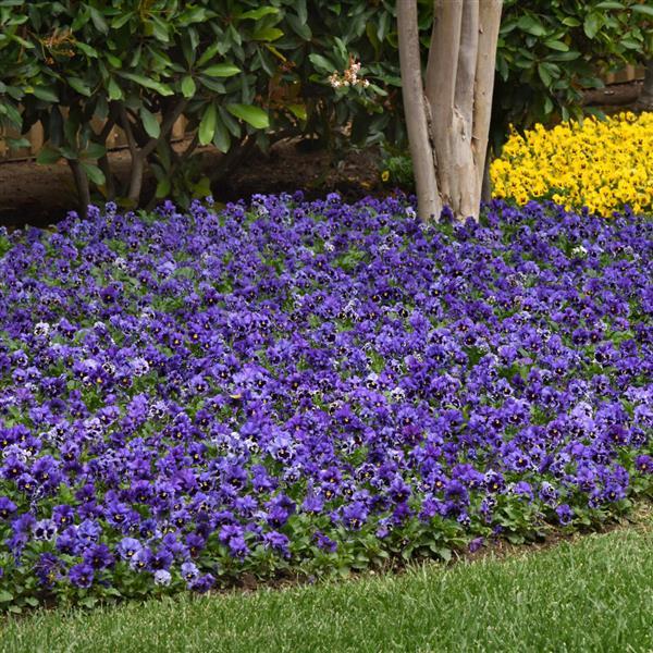 Frizzle Sizzle Blue Pansy - Commercial Landscape 1