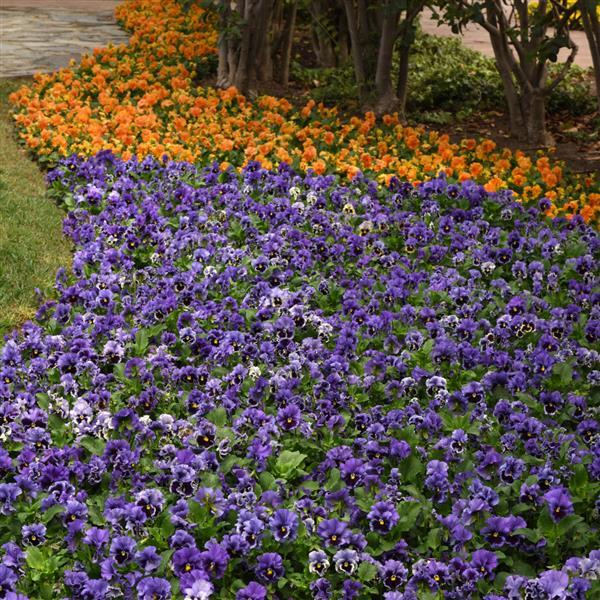 Frizzle Sizzle Blue Pansy - Landscape