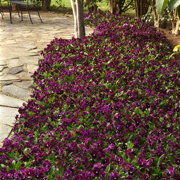 Frizzle Sizzle Burgundy Pansy - Landscape