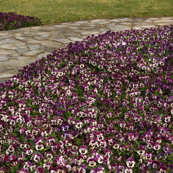 Frizzle Sizzle Raspberry Pansy - Landscape