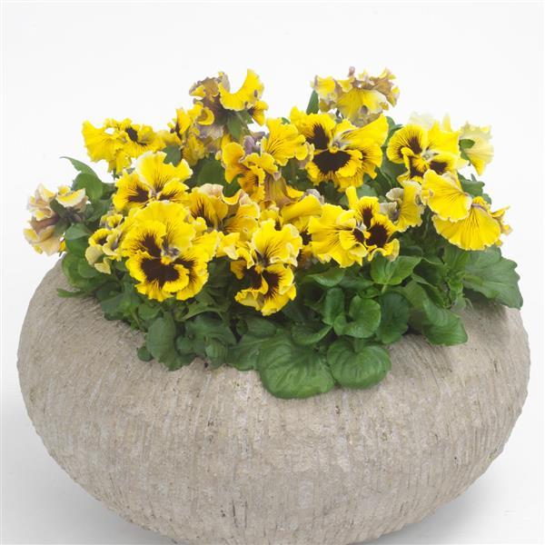 Frizzle Sizzle Yellow Pansy - Container