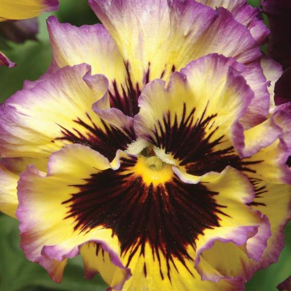 Frizzle Sizzle Lemonberry Pansy - Bloom