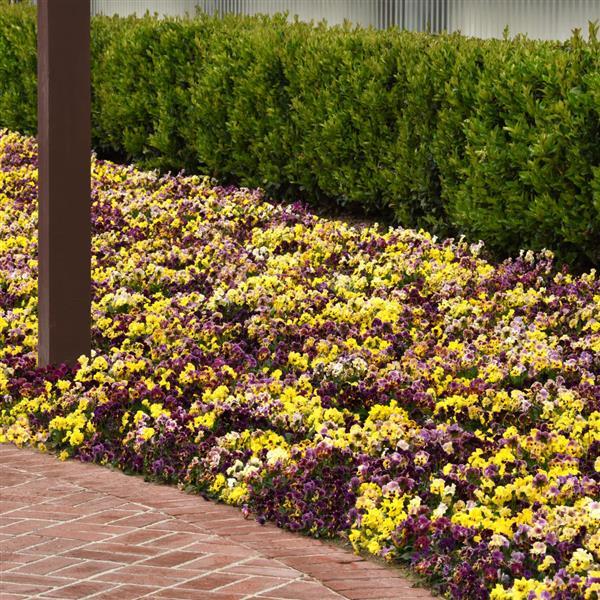 Frizzle Sizzle Mixture Pansy - Landscape