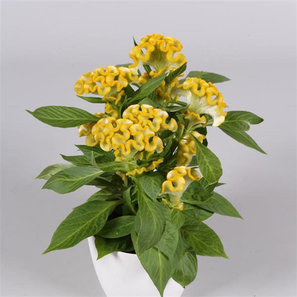 Twisted Yellow Celosia - Container
