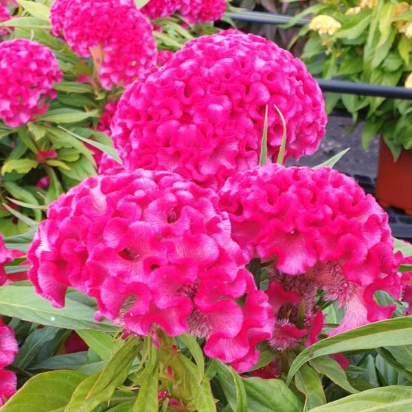 Twisted Bright Pink Celosia - Bloom