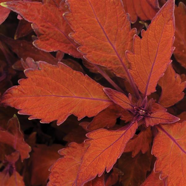 FlameThrower™ Habanero Coleus - Bloom