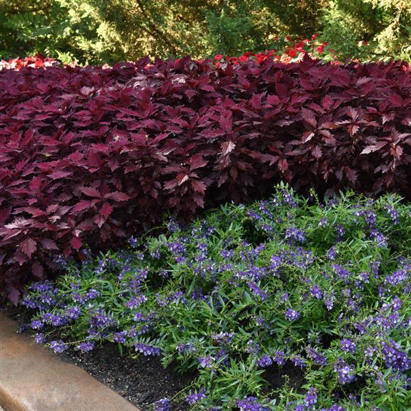 FlameThrower™ Salsa Roja Coleus - Commercial Landscape 1