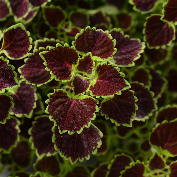 Burgundy Wedding Train Coleus - Bloom