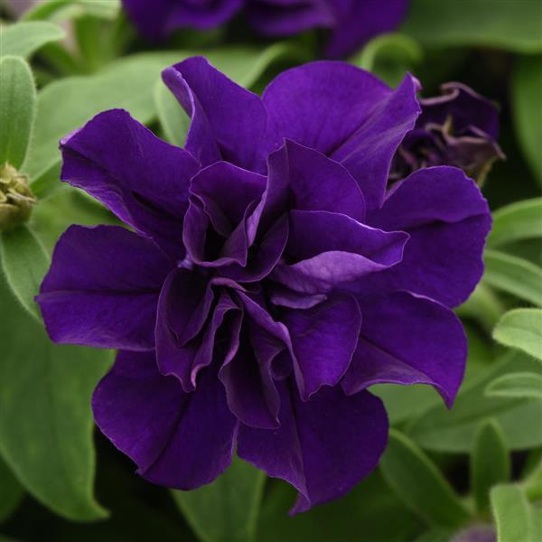 Vogue™ Blue Double Petunia - Bloom