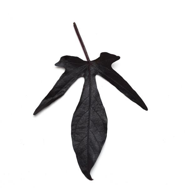 Spotlight™ Black Ipomoea - Bloom