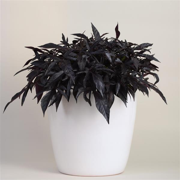 Spotlight™ Black Ipomoea - Container