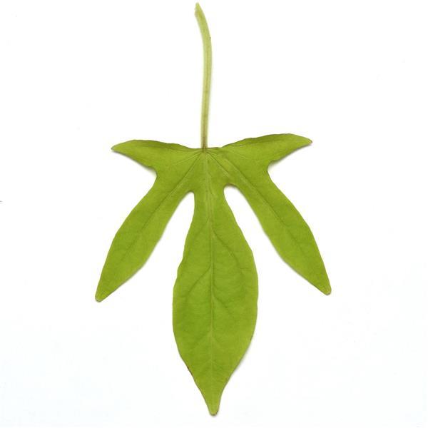 Spotlight™ Lime Ipomoea - Bloom