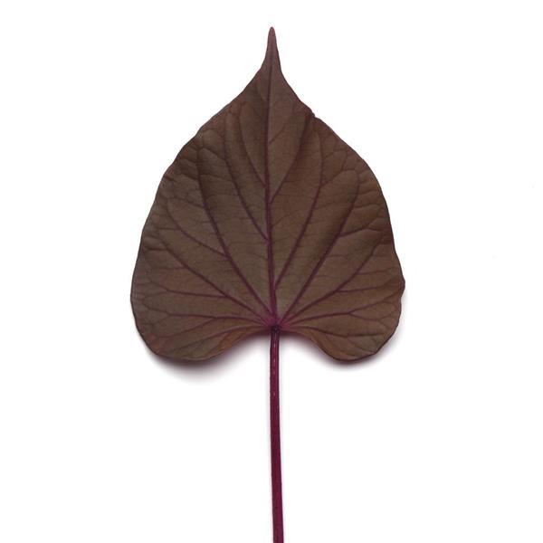 Spotlight™ Red Heart Ipomoea - Bloom