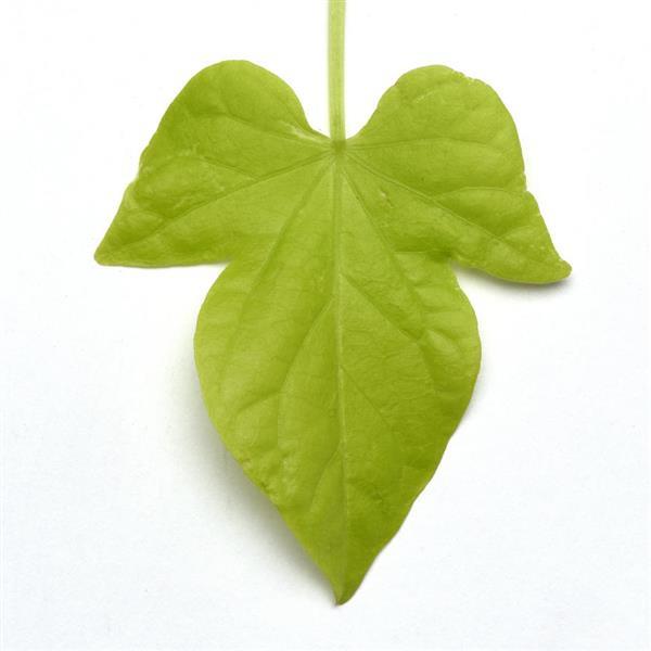 Spotlight™ Lime Heart Ipomoea - Bloom