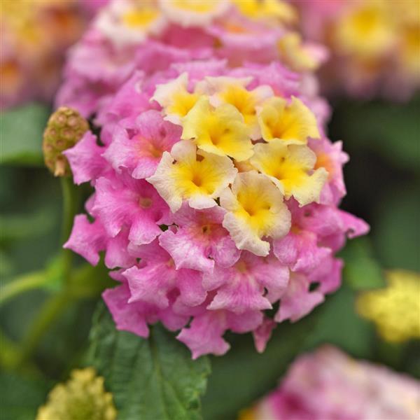 Shamrock™ Lavender Lantana - Bloom
