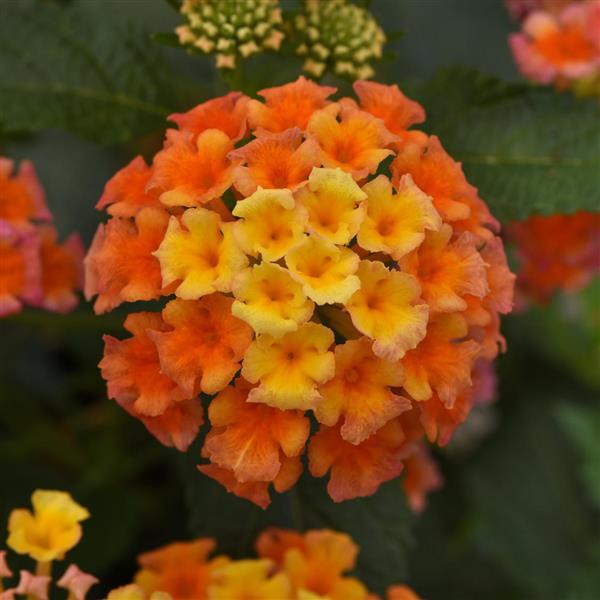 Shamrock™ Peach Lantana - Bloom
